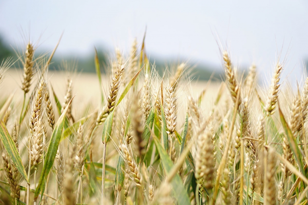 Brewing with Malt A Brief History of Barley and Malting News